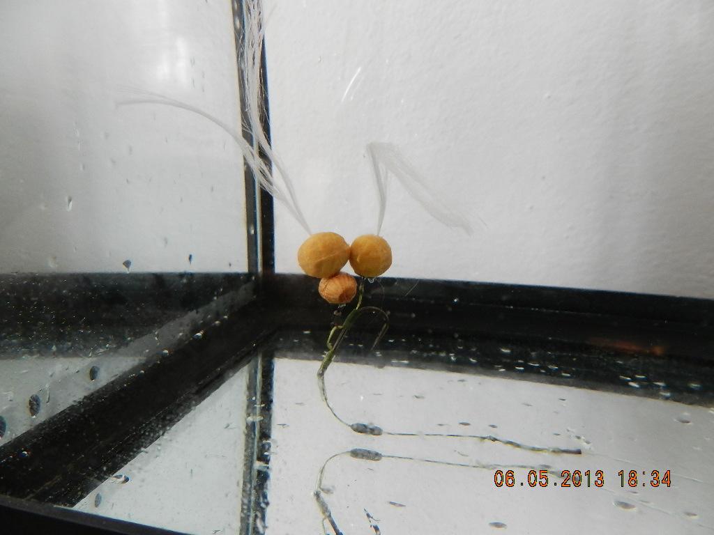 rig& baits !! - dscn1343.JPG